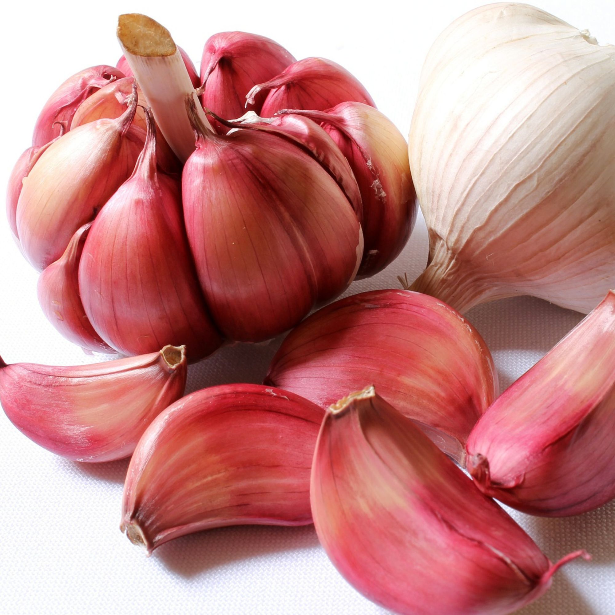 Garlic Bulbs - Hardneck - German Red - Sets for Planting in Fall - Bag of 3 Bulbs - Rocambole Group - Allium sativum var. ophios